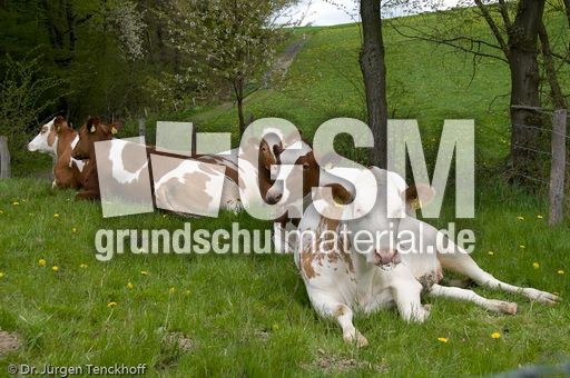 Hausrind (85 von 174).jpg